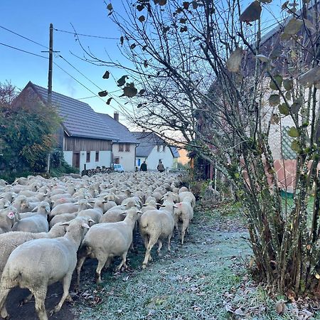 Gite De Montagne -Bellefosse Alsace المظهر الخارجي الصورة